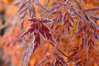 Foto: Herbstliche Blätter